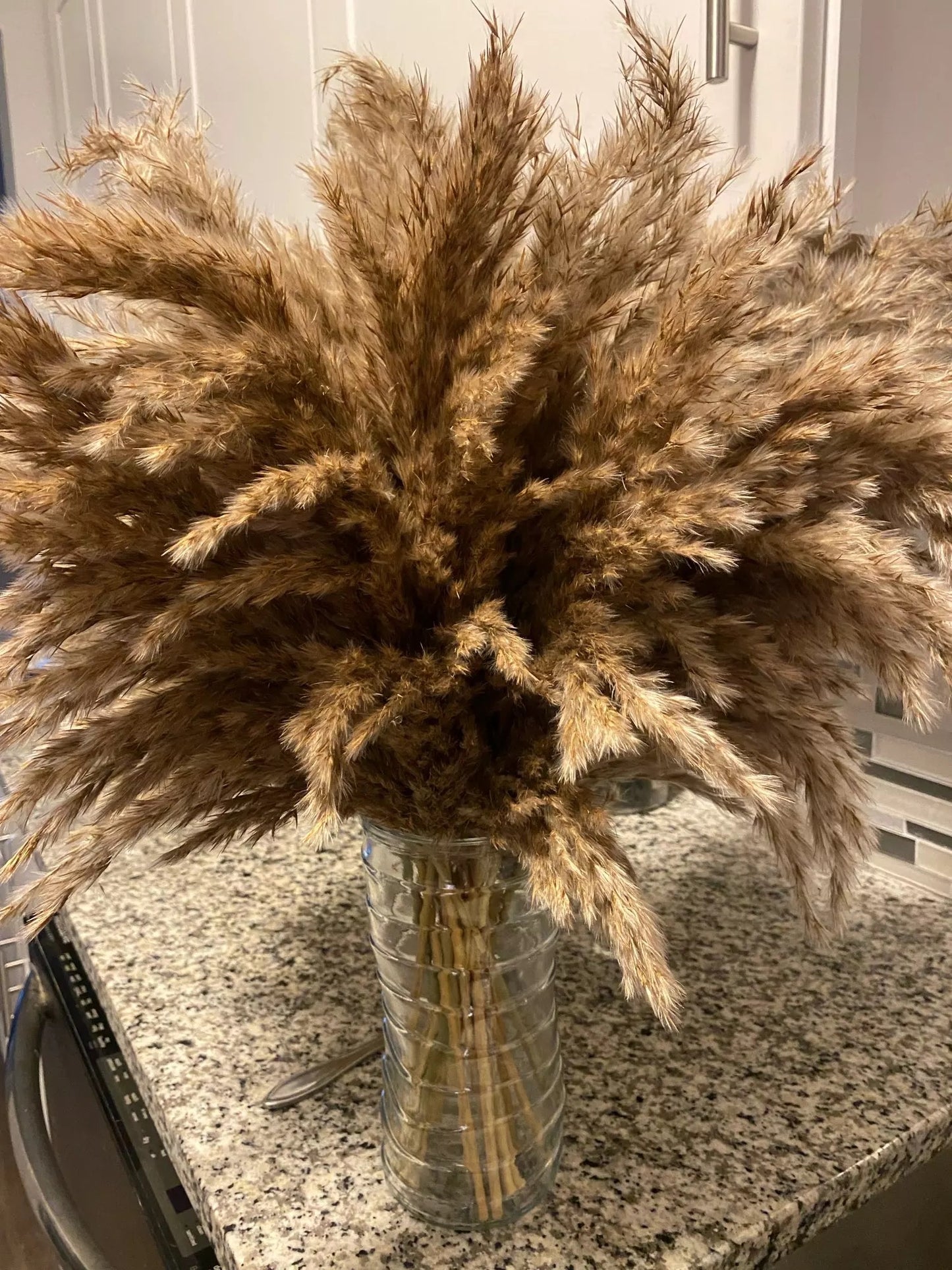 Pompous Pampas-Grass Dried